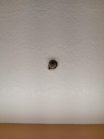 I think this is where an ear wig I found this morning fell from.