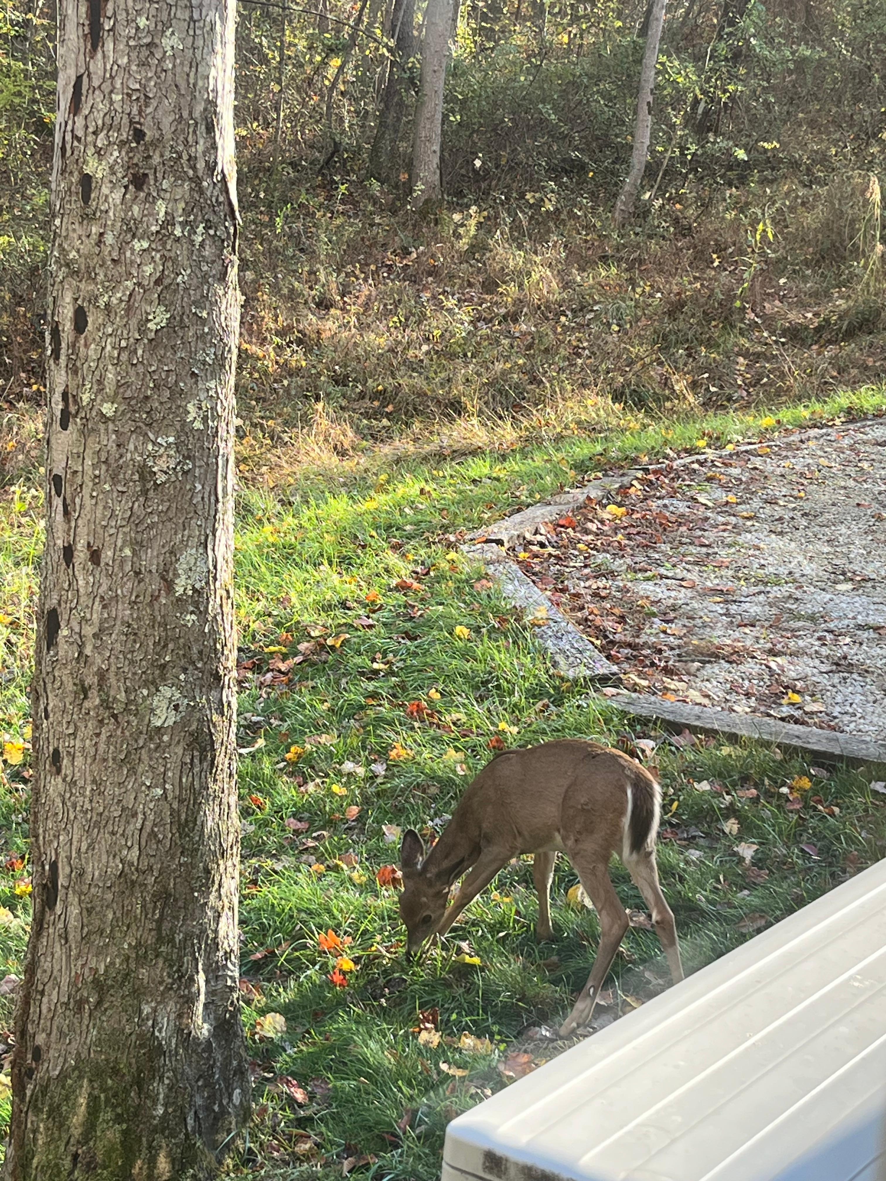 Right outside the living room window 