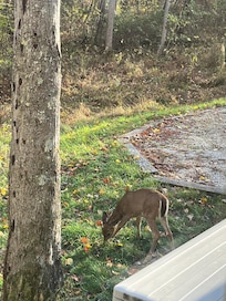 Right outside the living room window