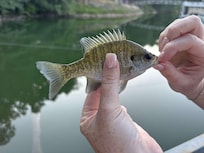 One of the many little fish we caught.