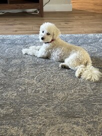 Oscar says thank you Tori 🐶