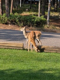 Love the lawn ornaments.