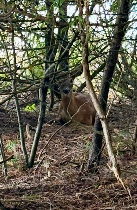 Sat with us while we drank our coffee - maybe 15’ from us.