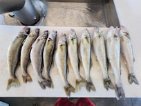 A fine day’s catch