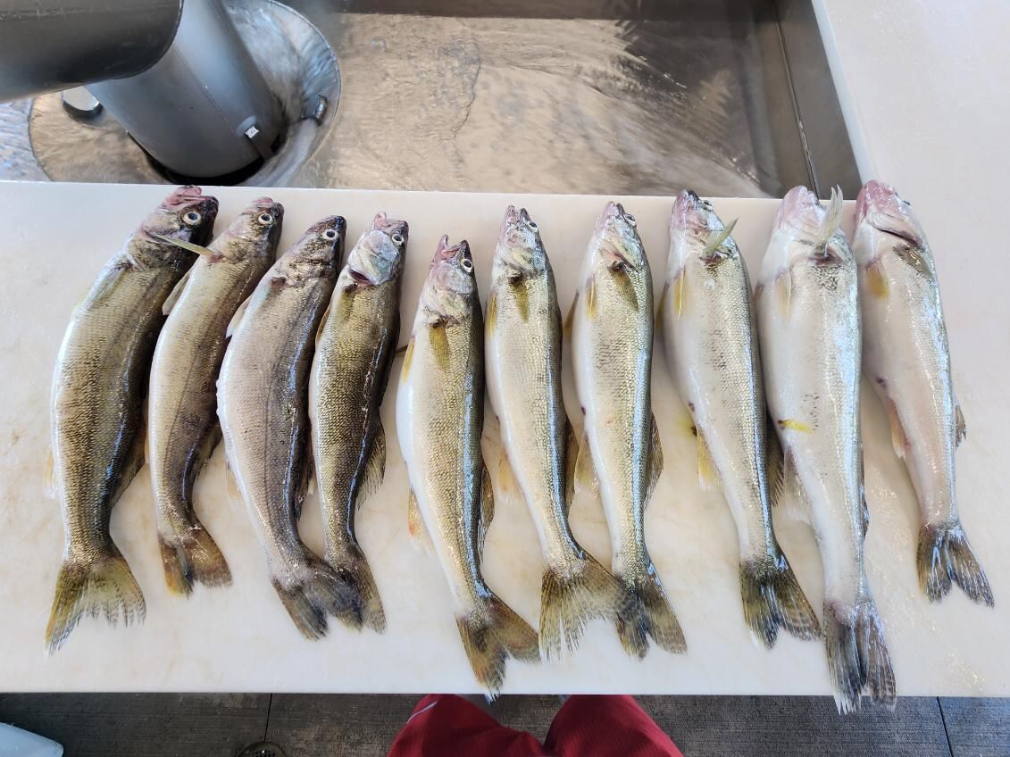 A fine day’s catch