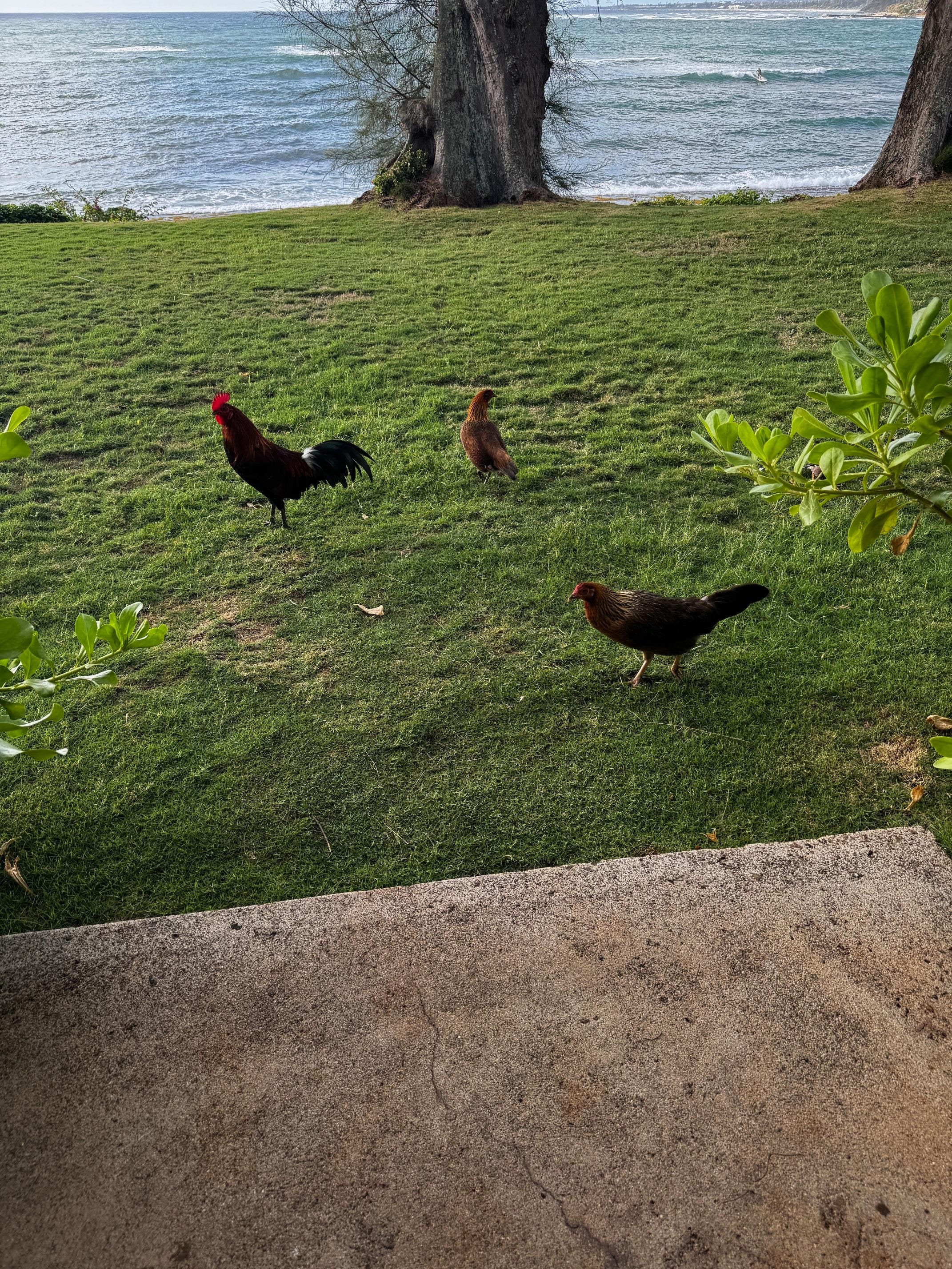 Chickens on property :)