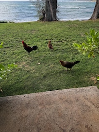 Chickens on property :)
