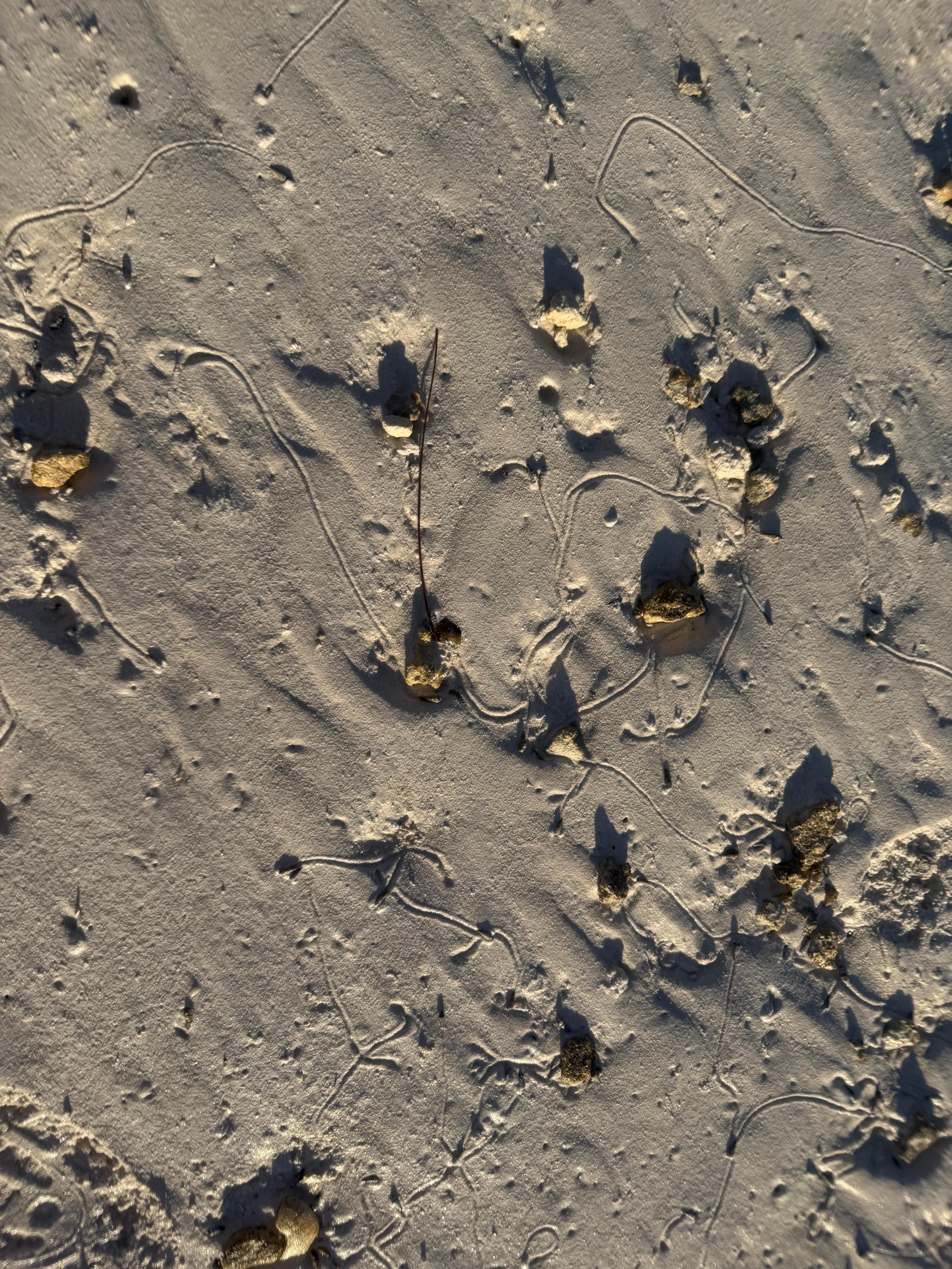 On sandbar across from the property