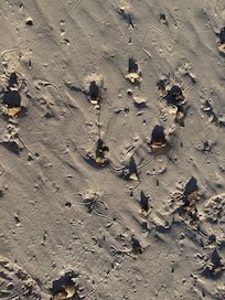 On sandbar across from the property