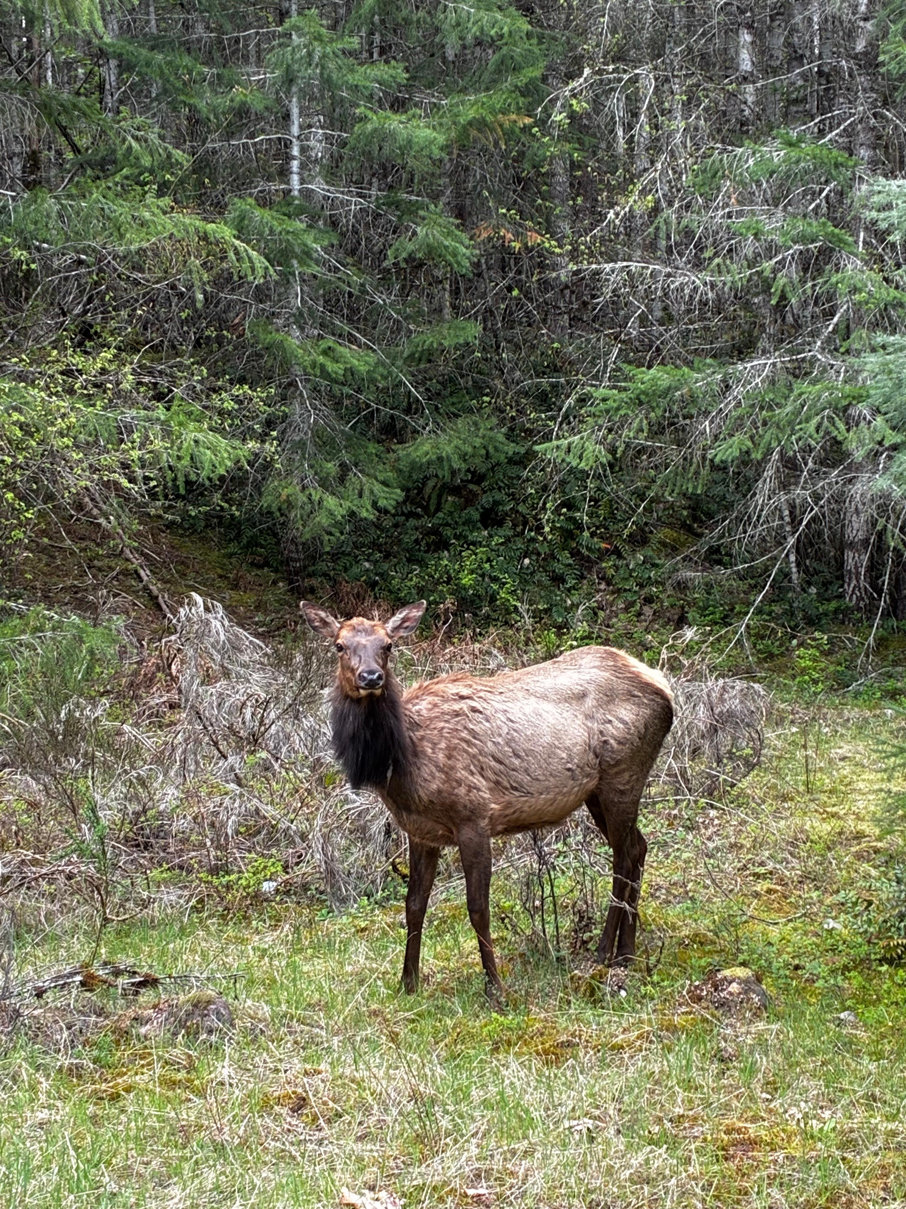 Elk down the road from house.