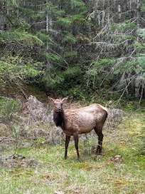 Elk down the road from house.