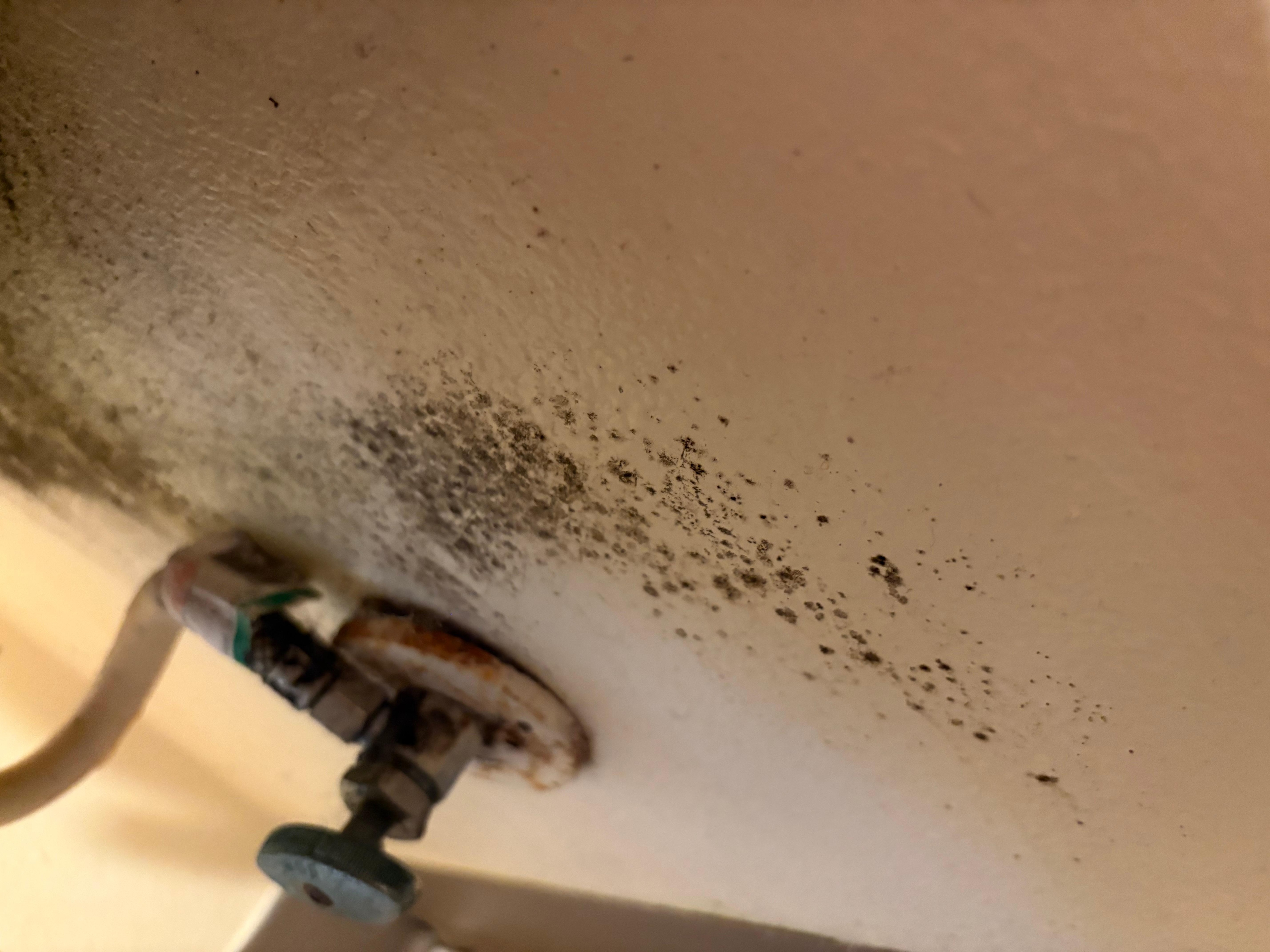 Black Mold behind the second toilet in the half bathroom 