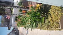 Flower's