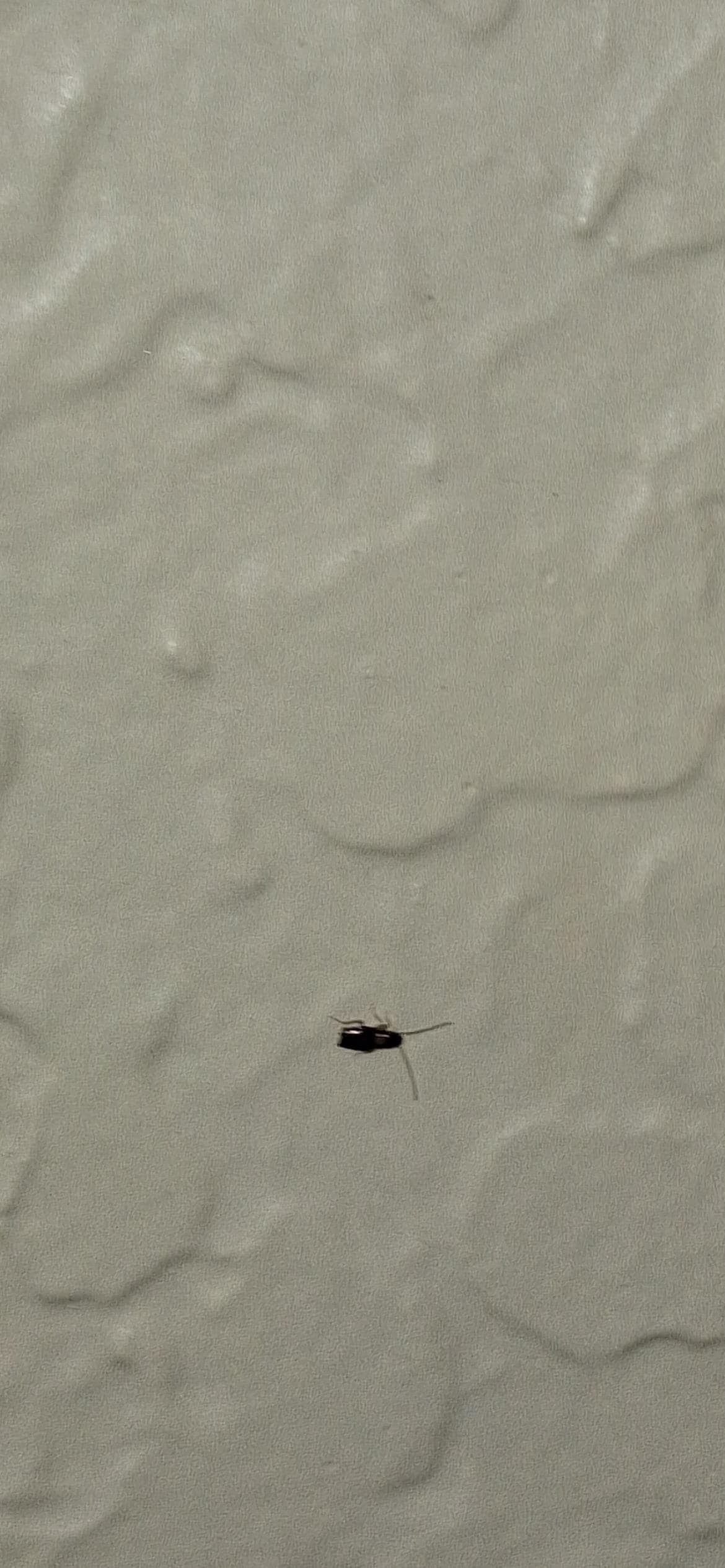 Small black bug in second room 115