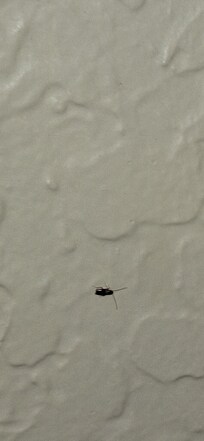 Small black bug in second room 115