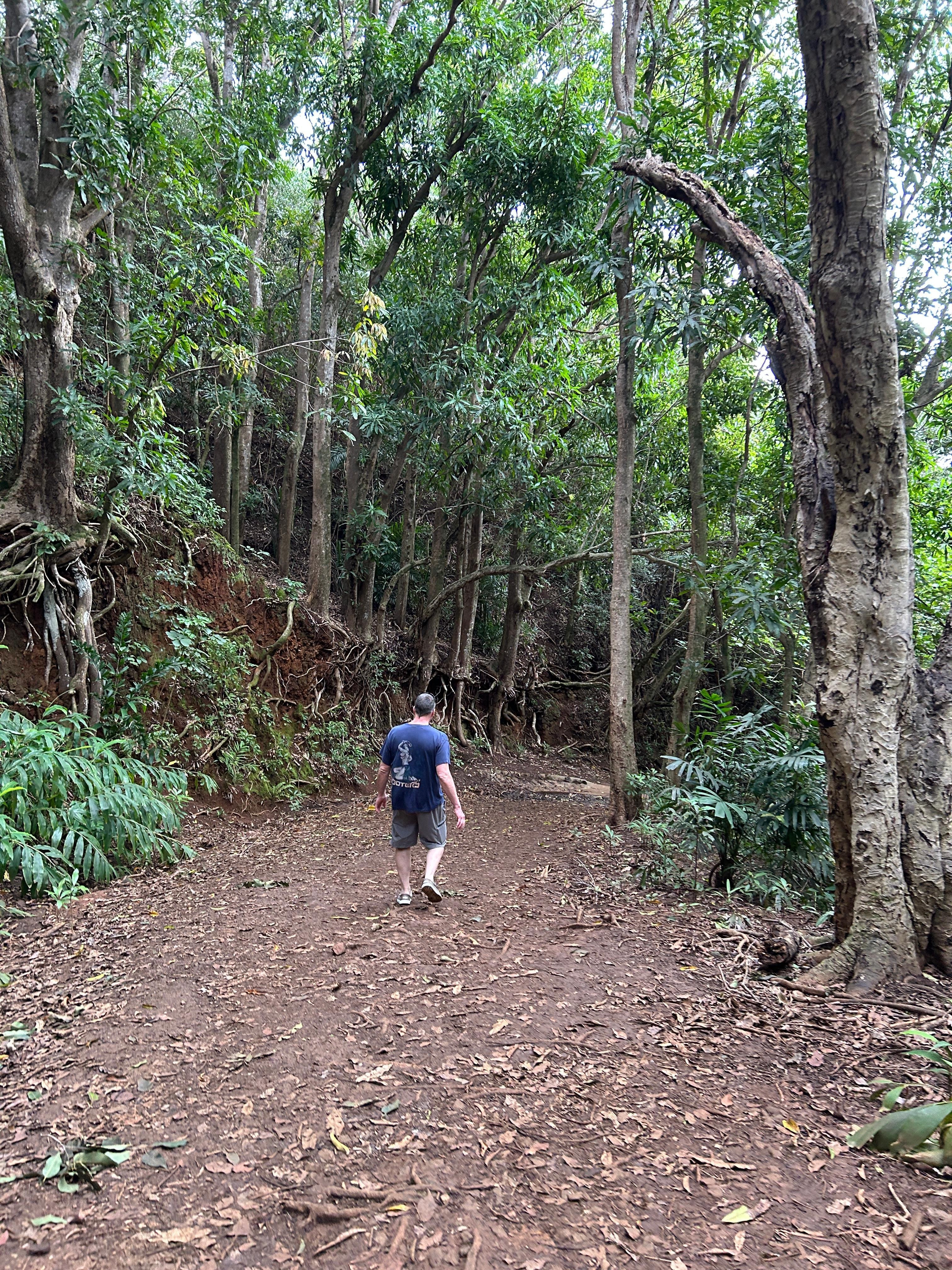 Hiking down the trailhead to Wyllie's Beach. Amazing flora and foliage. Steep and slippery after the night of rain but we navigated it well. Wear shoes. About a 10 minute hike but totally worth it!