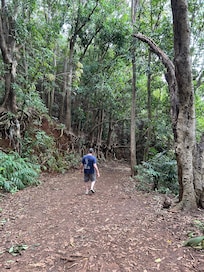 Hiking down the trailhead to Wyllie's Beach. Amazing flora and foliage. Steep and slippery after the night of rain but we navigated it well. Wear shoes. About a 10 minute hike but totally worth it!