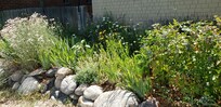 Front yard plantings