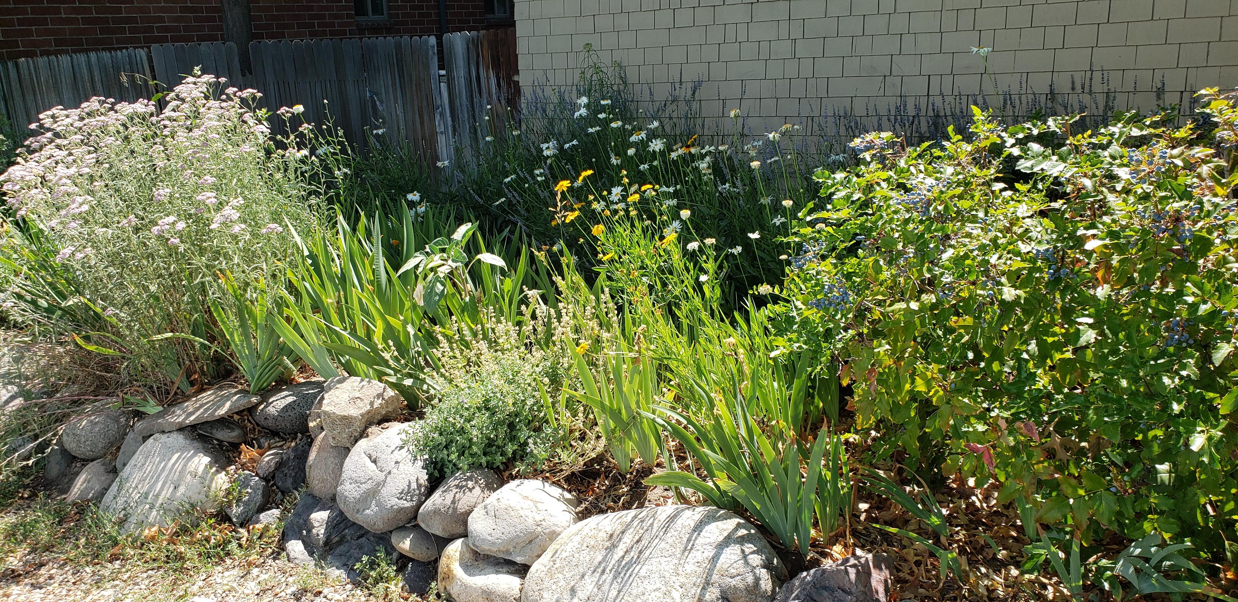 Front yard plantings
