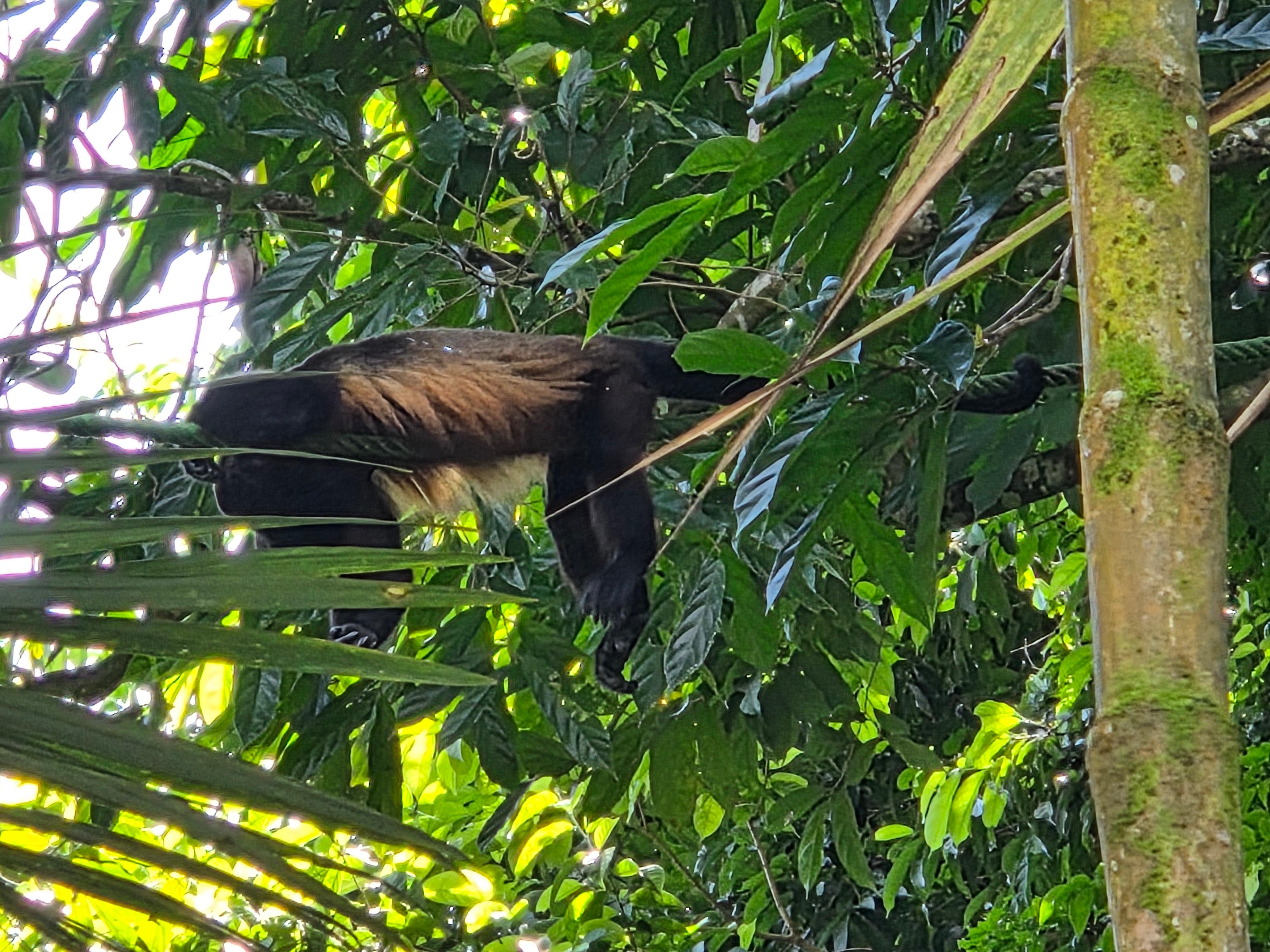 This guy was seen hanging out on the ropes that the owners installed from the pool deck.  