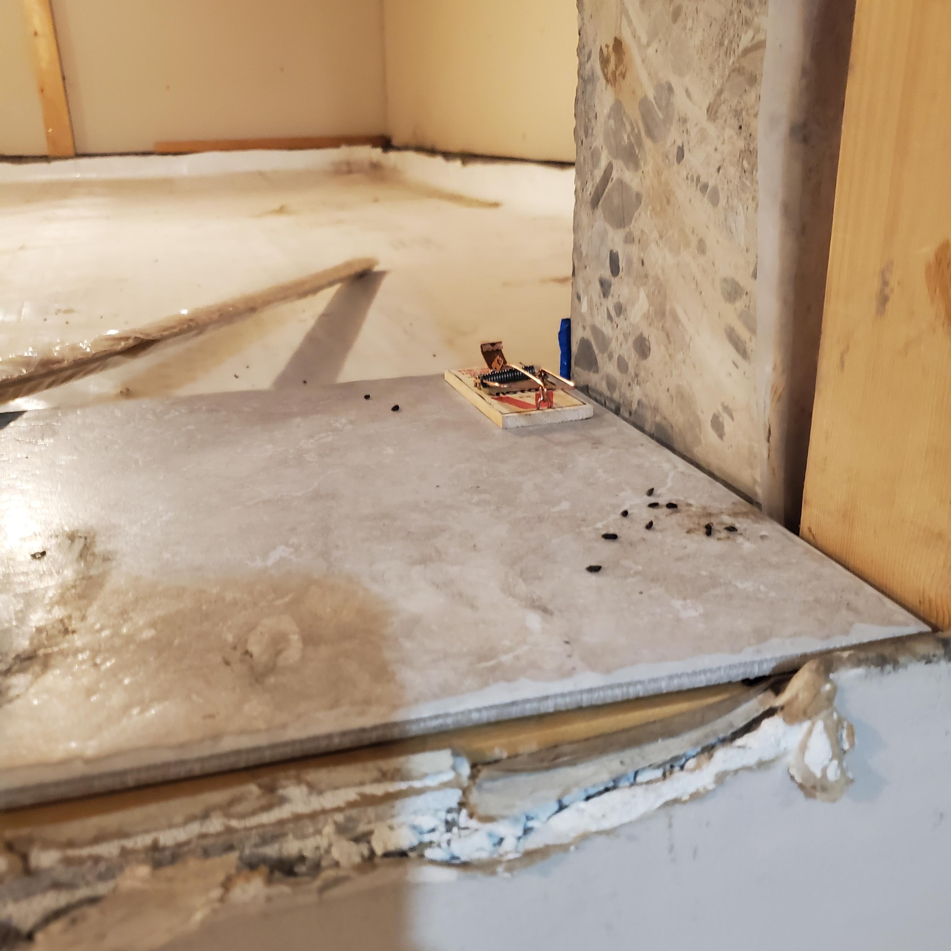 Mouse traps and dropping 