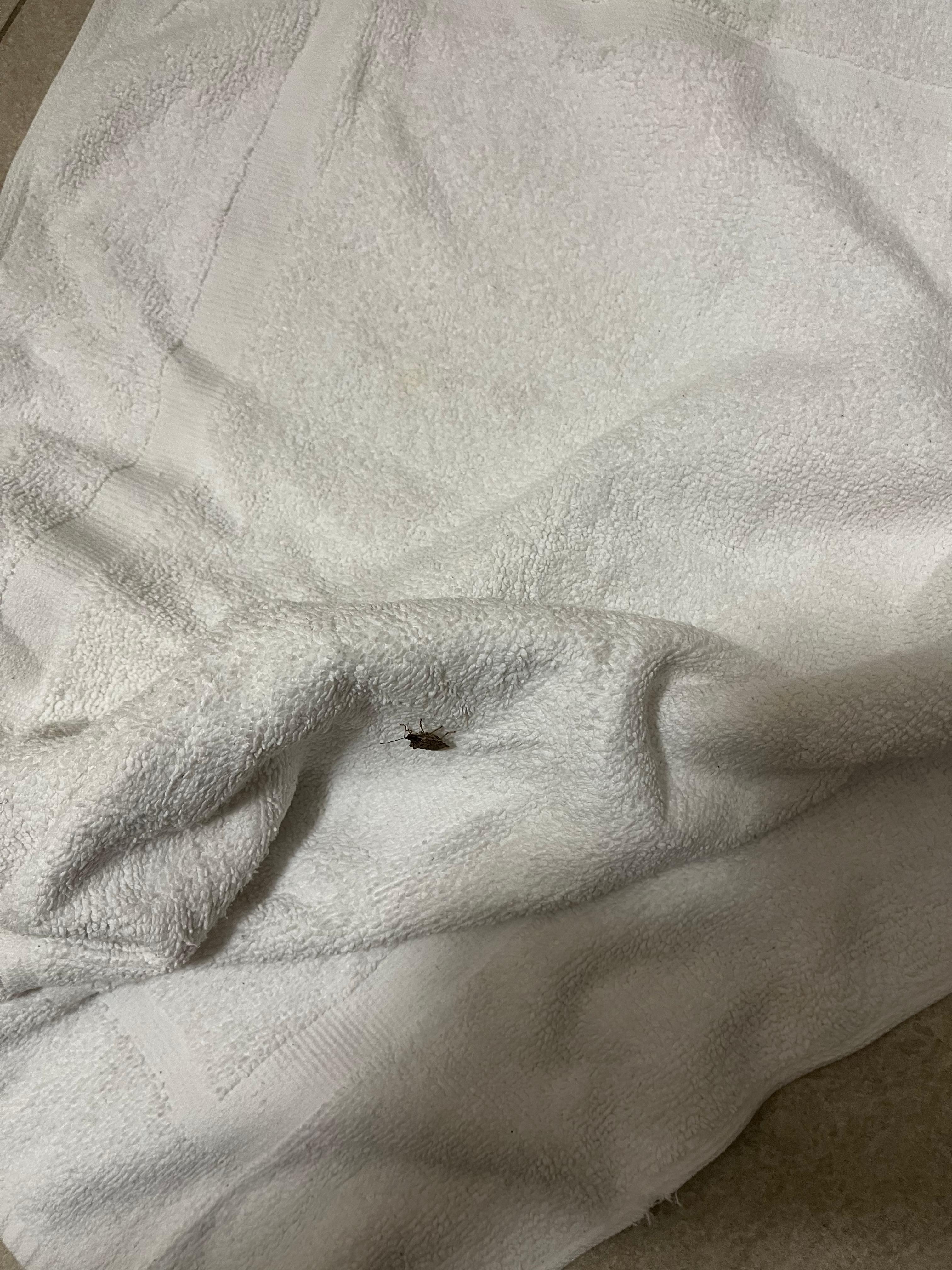 Bug in towel.
Request complementary room on return trip.