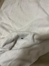 Bug in towel.
Request complementary room on return trip.