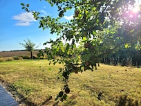 Apfelbaum im Garten