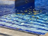 Leaves in shady adult pool with no view of ocean