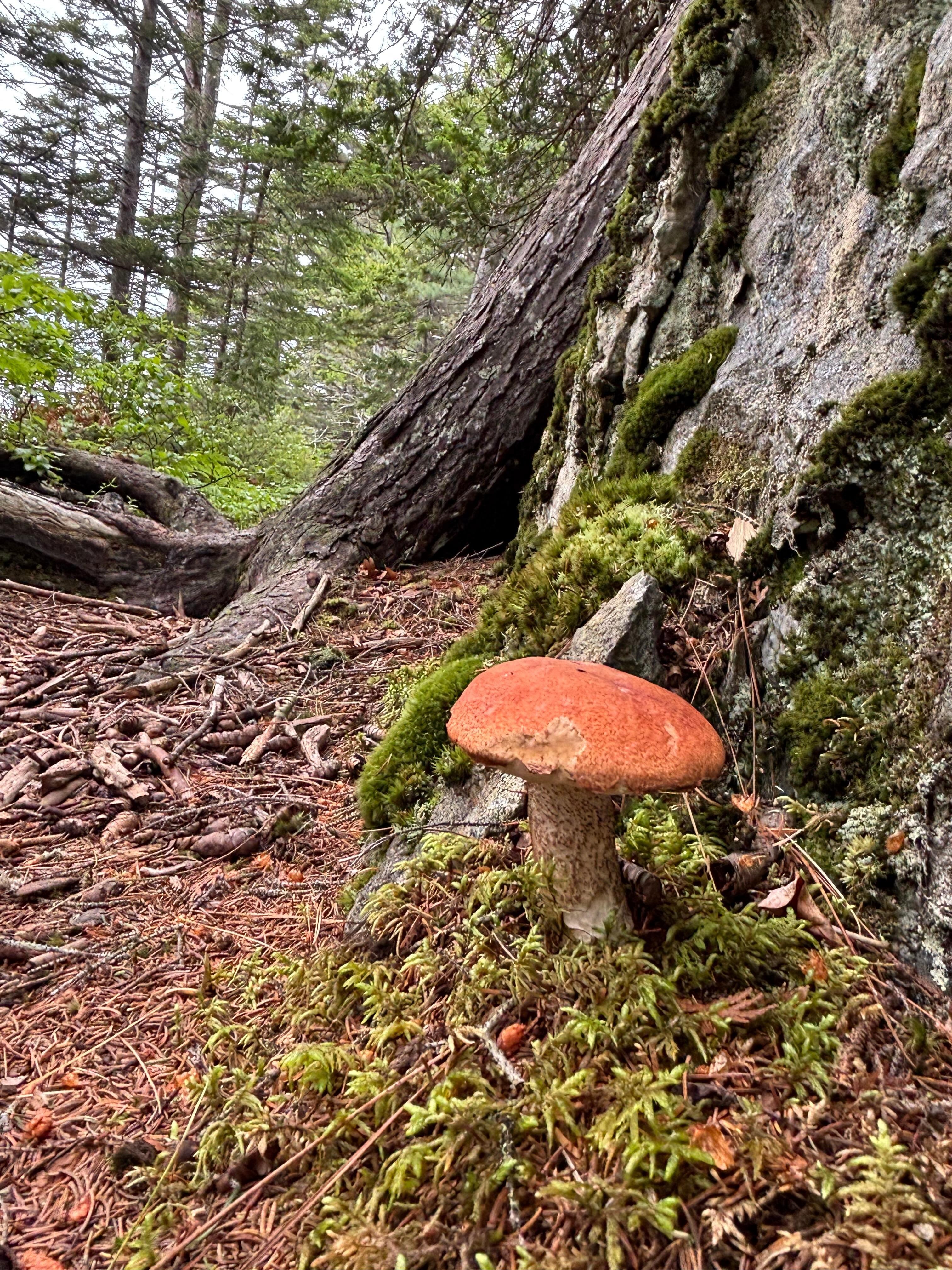 Holbrook Island Sanctuary is nearby for forest enchantment. 