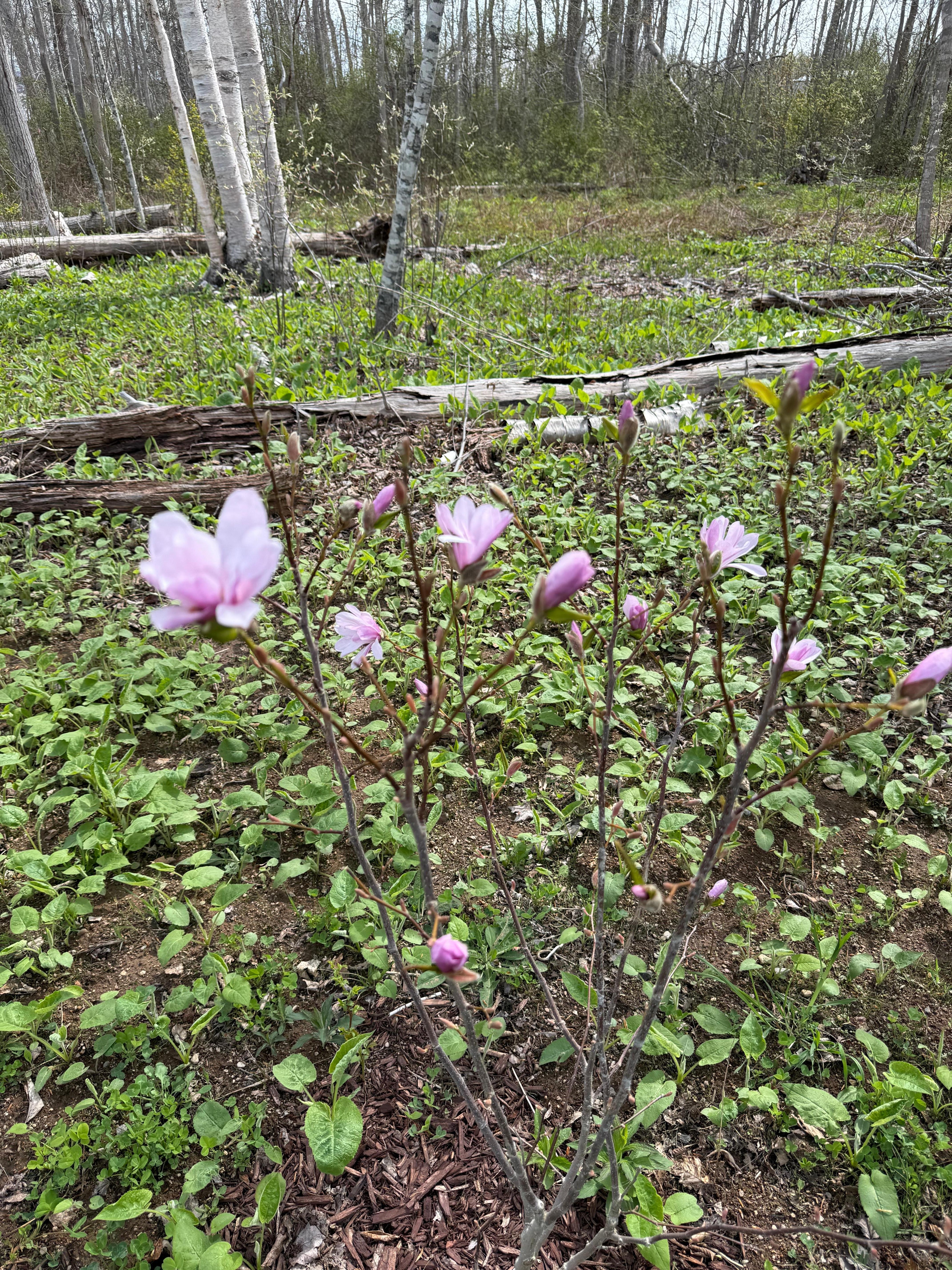 New magnolia bush in bloom