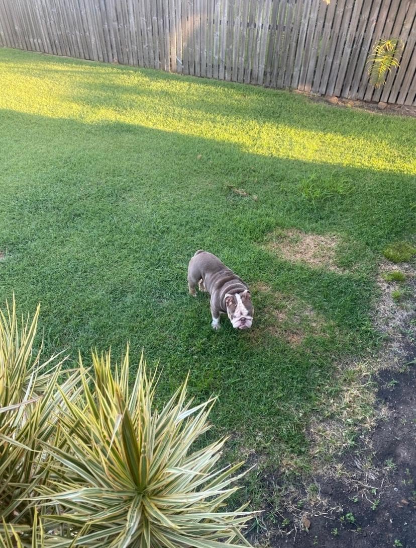 Huge backyard (this was only a part of it, photos do not do it justice) 