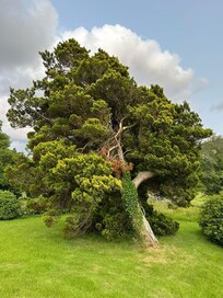 Beautiful tree out front. Cypress?