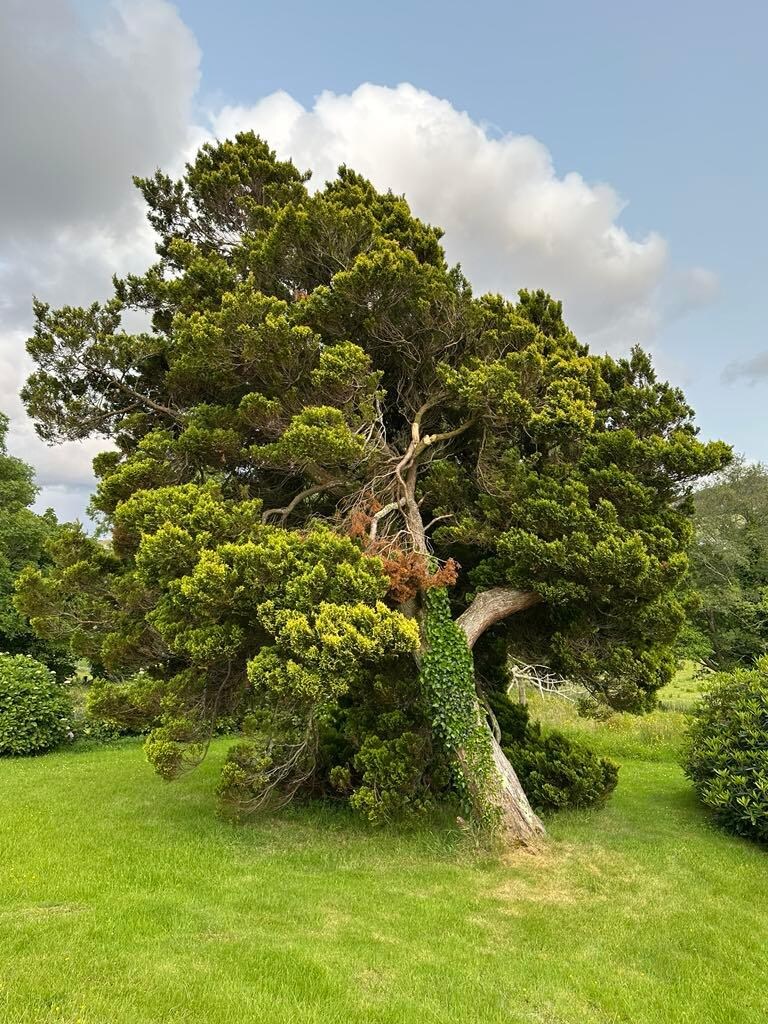 Beautiful tree out front. Cypress?