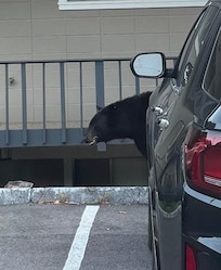 Was excited when I seen bear when we checked in and also seen one that night under our balcony