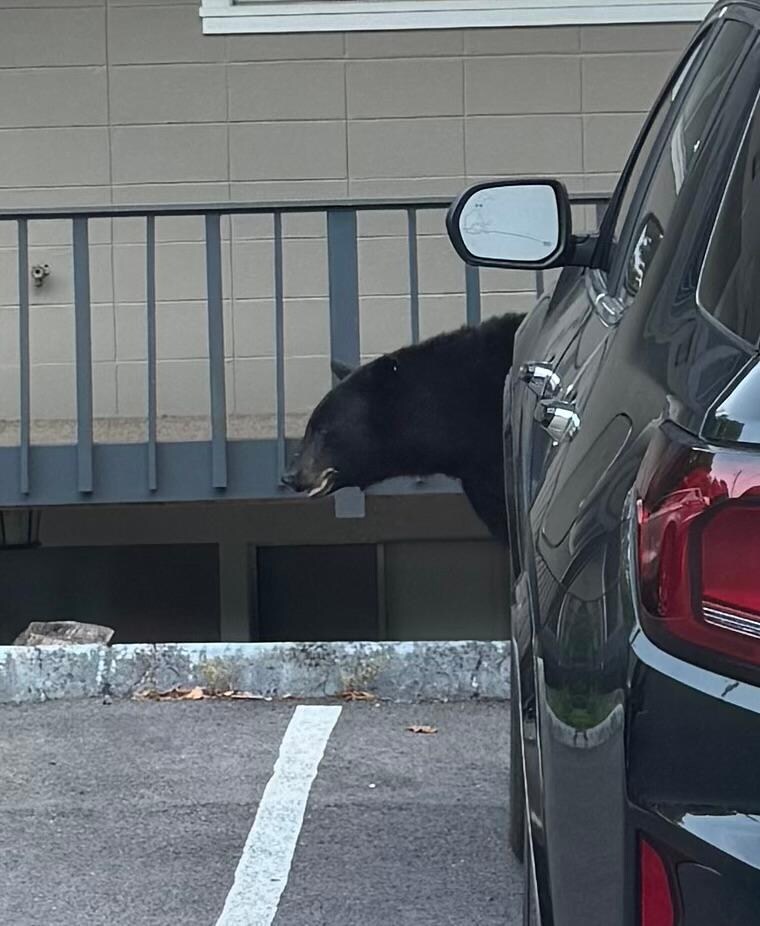 Was excited when I seen bear when we checked in and also seen one that night under our balcony 
