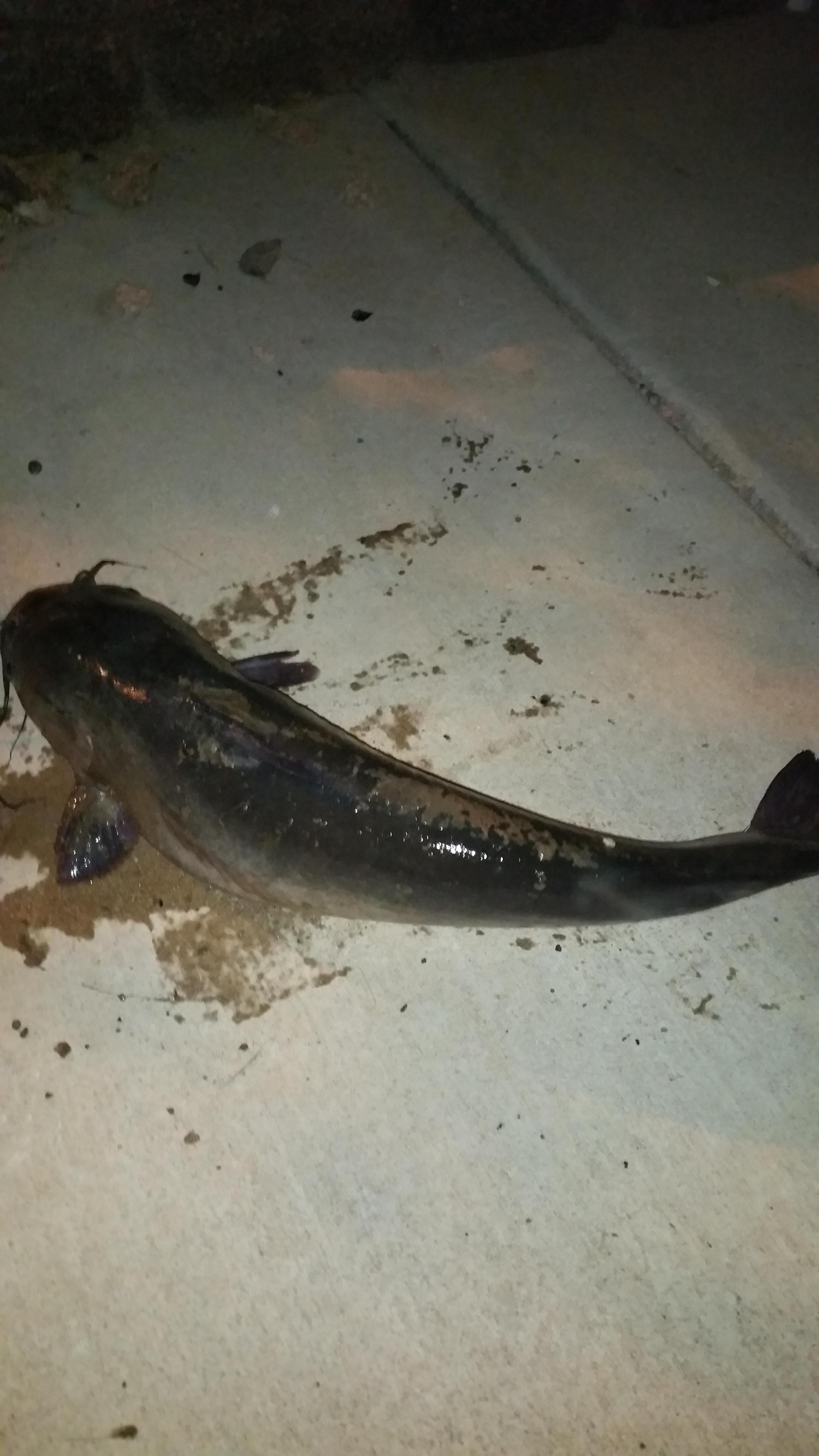 Catfish!