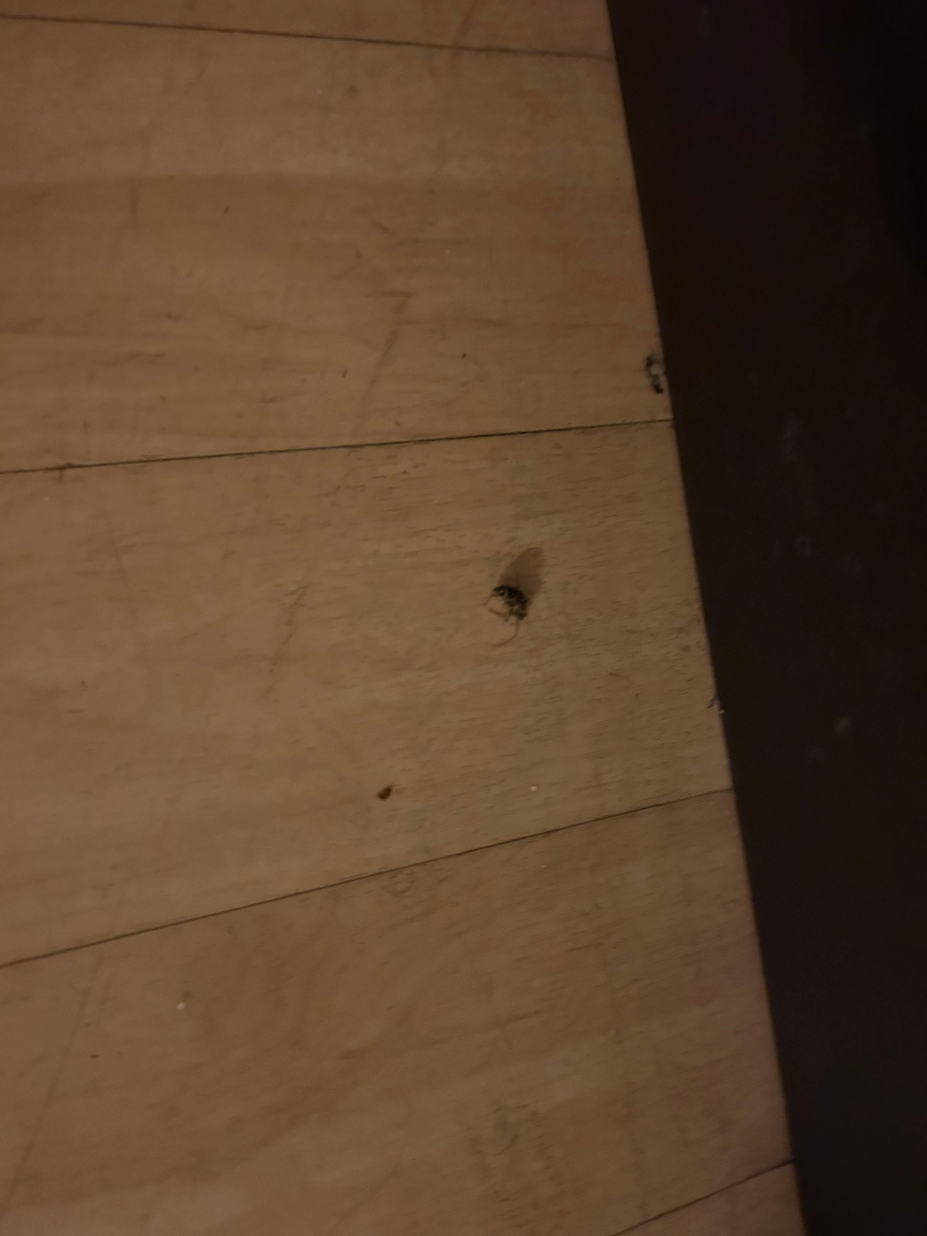 This was a roach that fell out of the picture