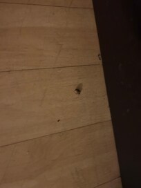 This was a roach that fell out of the picture