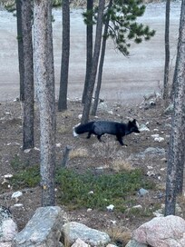 We saw a black fox in the front yard of the property!