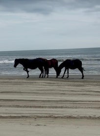 Wild horses walking on the beach