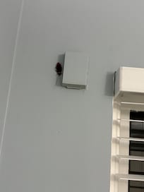Roach on bedroom wall