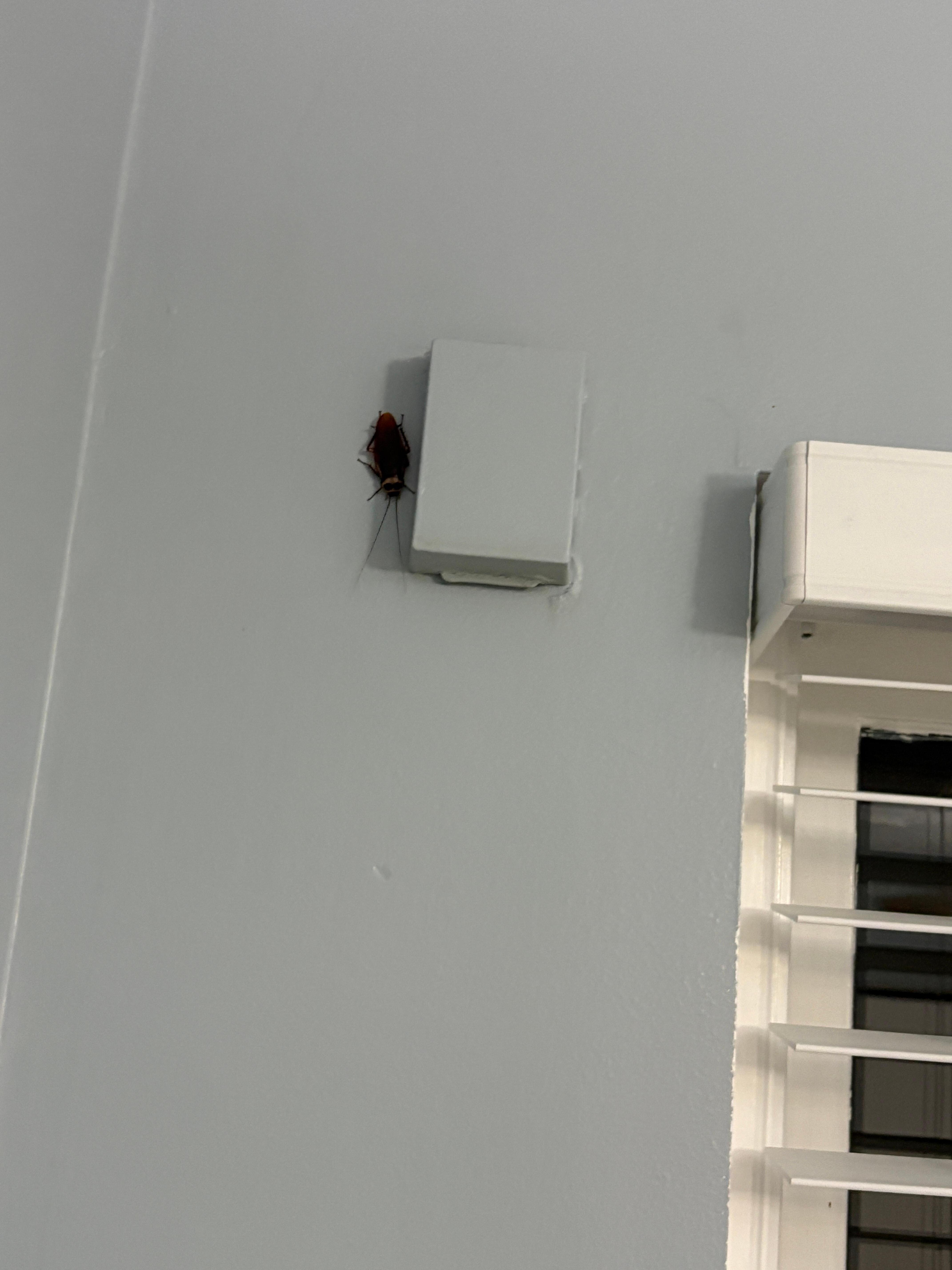 Roach on bedroom wall