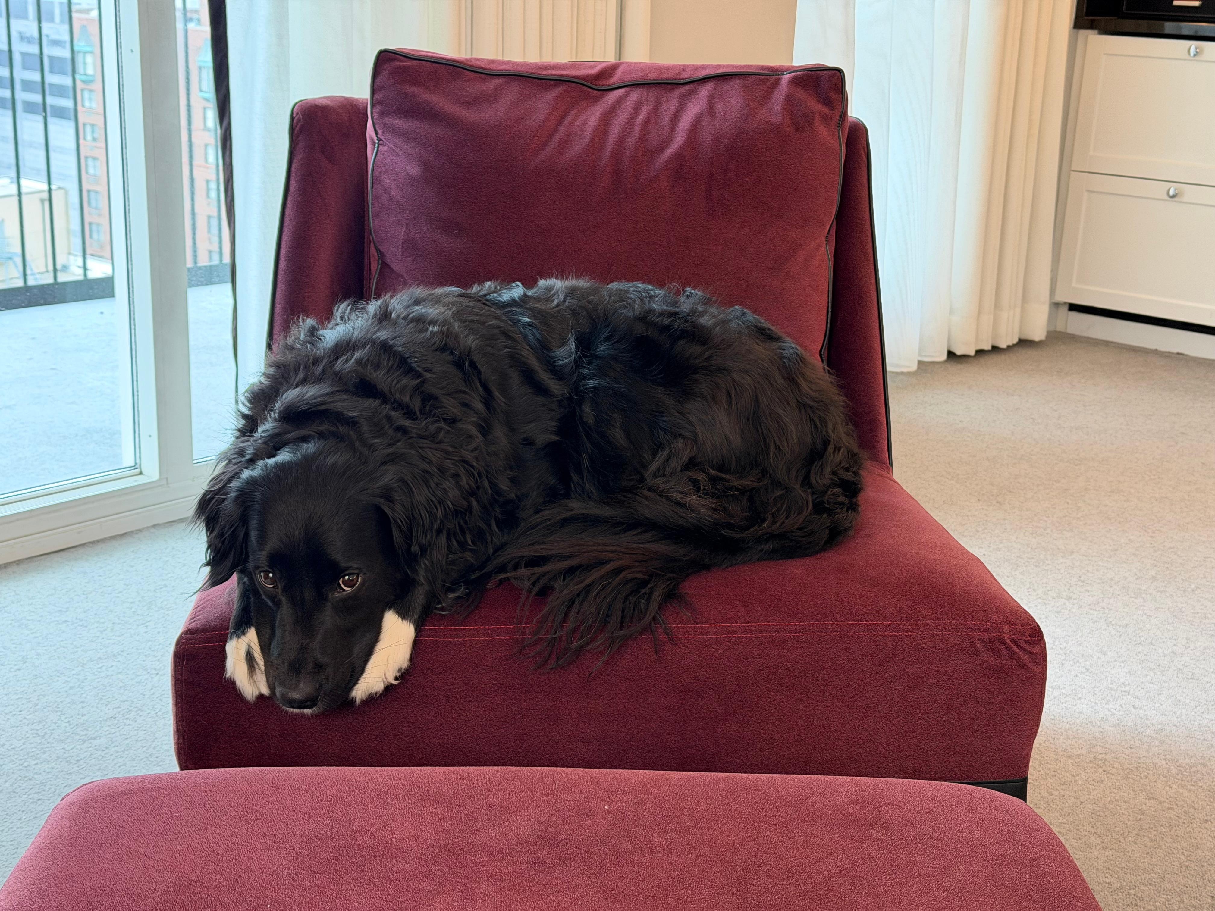 Doggo enjoying one of the chairs in our room