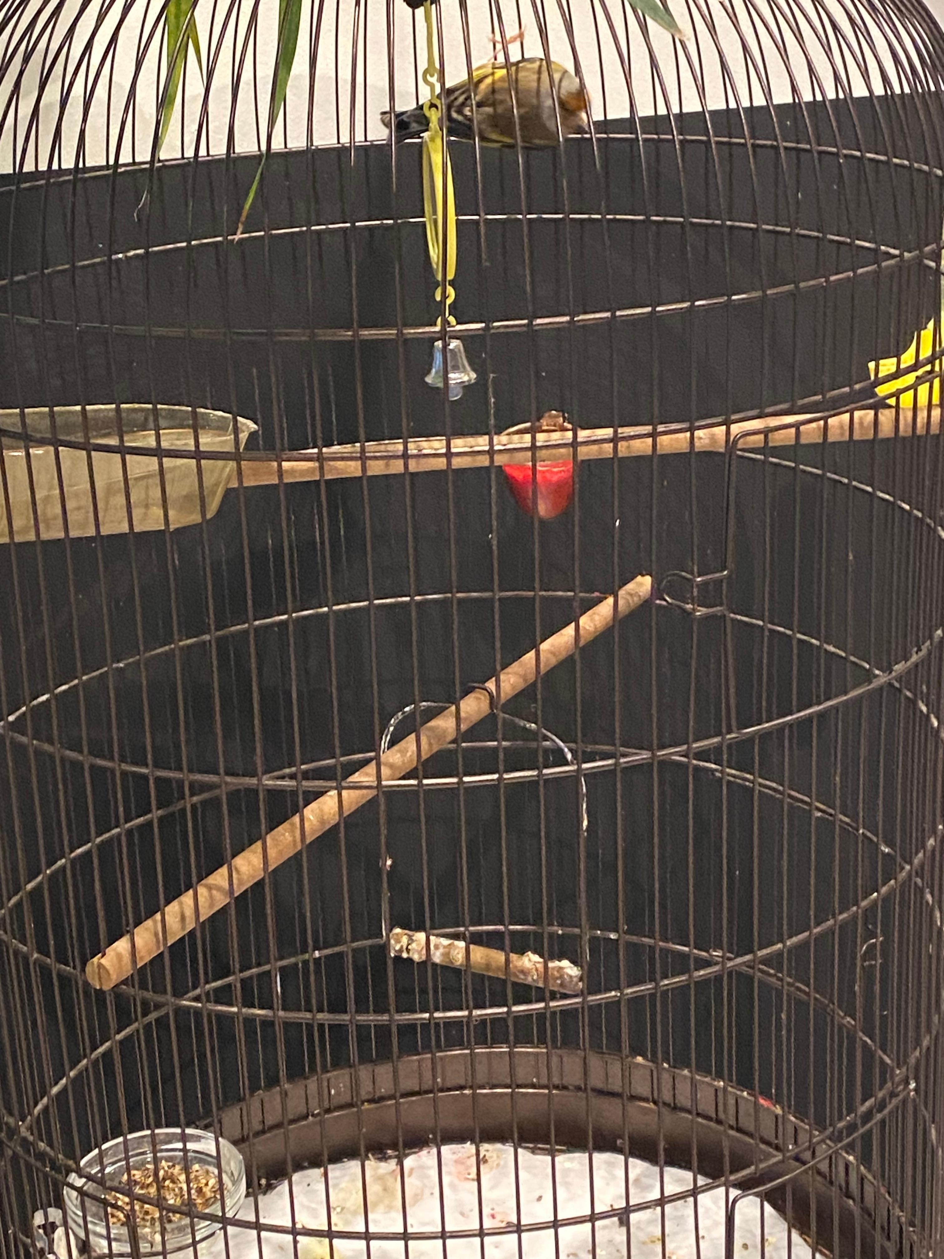 Bird in lobby. So cute