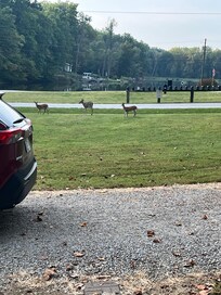 Deer friends