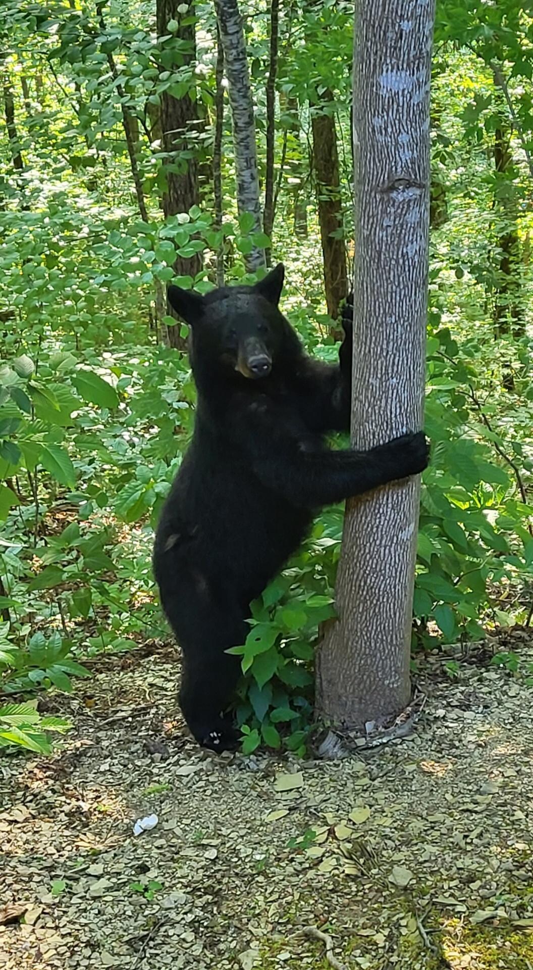 Bear we saw from back porch 
