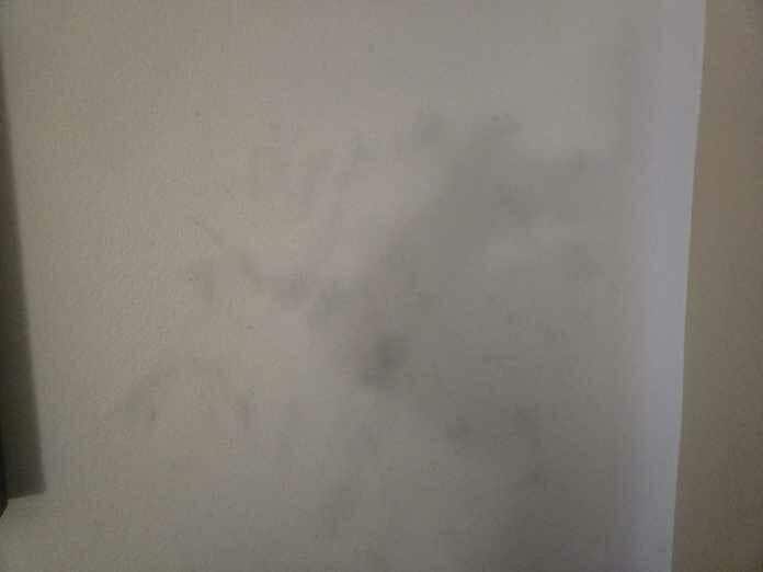 Painted over mold on wall