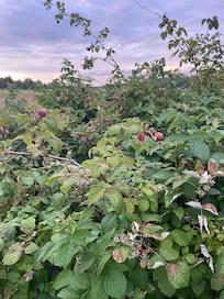 Frambozen in de tuin