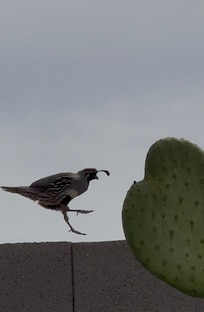 Lovely birds visiting daily